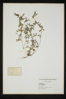 Vicia lutea