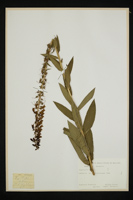 Digitalis lutea