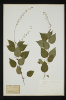 Circaea lutetiana