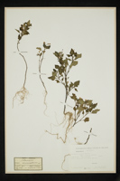 Solanum luteum