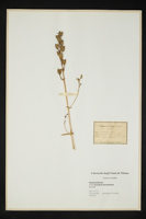 Aconitum lycoctonum