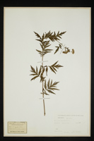 Achillea macrophylla