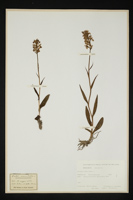 Orchis maculata
