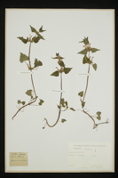 Lamium maculatum