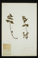 Lamium maculatum