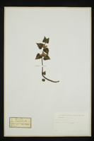 Lamium maculatum