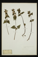 Lamium maculatum