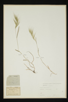 Bromus madritensis