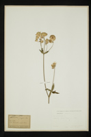 Astrantia major