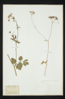 Pimpinella major