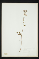 Pimpinella major