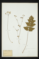 Pimpinella major