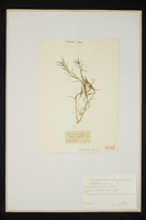 Corispermum marschallii