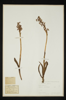 Orchis mascula