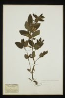 Melittis melissophyllum