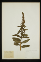 Digitalis micrantha