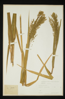 Panicum miliaceum