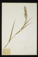 Panicum miliaceum