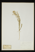 Panicum miliaceum