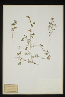 Medicago minima