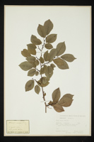 Ulmus minor