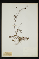 Sanguisorba minor