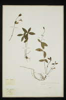 Vinca minor