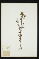 Rhinanthus minor