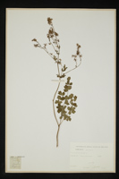 Thalictrum minus