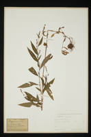 Polygonum mite