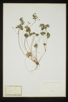 Geranium molle