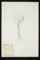 Juncus monanthos