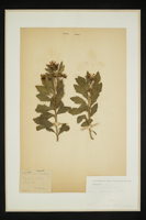 Osteospermum moniliferum