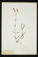Dianthus monspessulanus