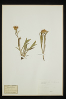 Inula montana