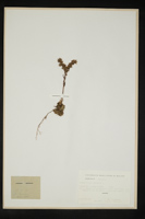 Sempervivum montanum