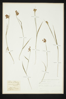 Luzula multiflora