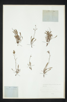 Limonium multiforme