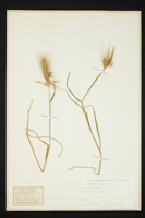 Hordeum murinum