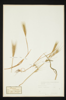 Hordeum murinum