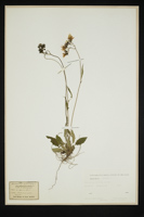 Hieracium murorum