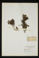 Juniperus nana