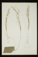 Agrostis nebulosa