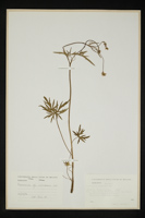 Ranunculus nemorosus