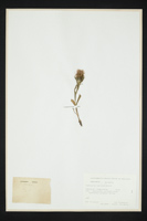 Centaurea nervosa
