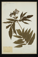 Sambucus nigra