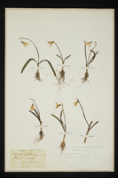 Galanthus nivalis