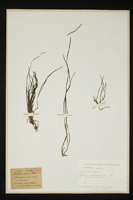 Zostera noltii