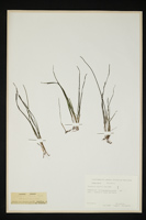 Zostera noltii