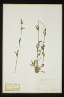 Silene nutans